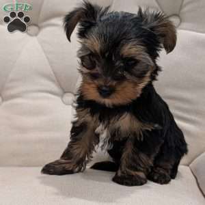 Raya, Yorkie Puppy